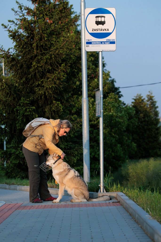 Žena na autobusové zastávce nasazuje své fence československého vlčáka náhubek.