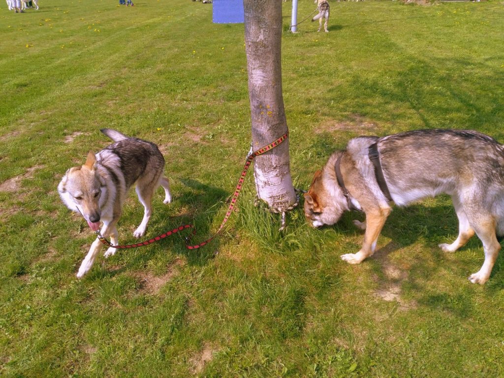Dva psi plemene československý vlčák