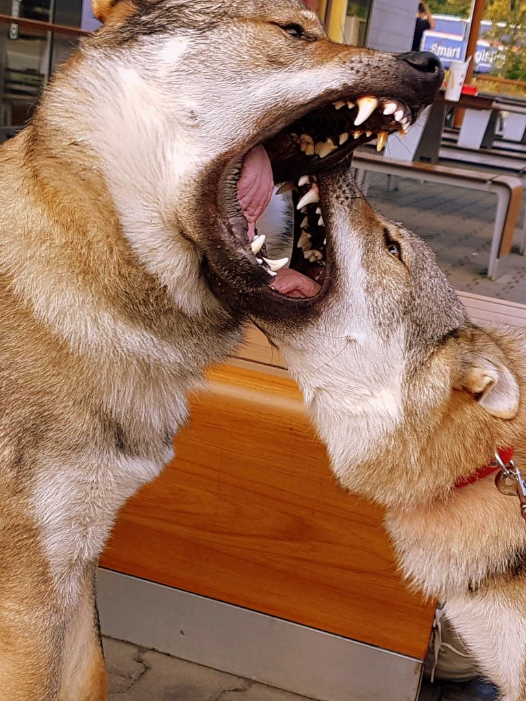 Dva psi se na sebe zubí.