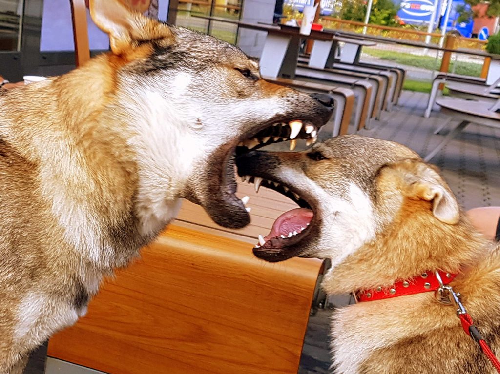 Dva na sebe se zubící psi.