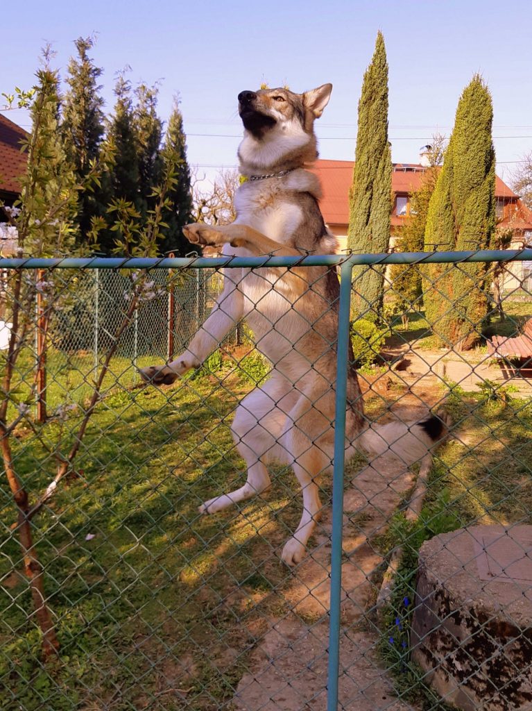 Fenka československého vlčáka ve výskoku u plotu.