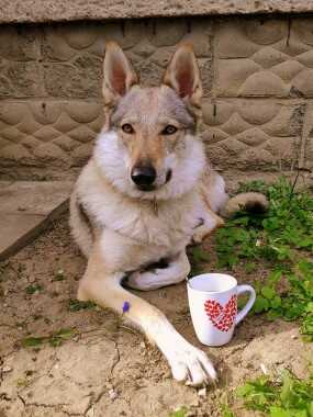 Fenka československého vlčáka leží v trávě a má u sebe hrneček s kávou.