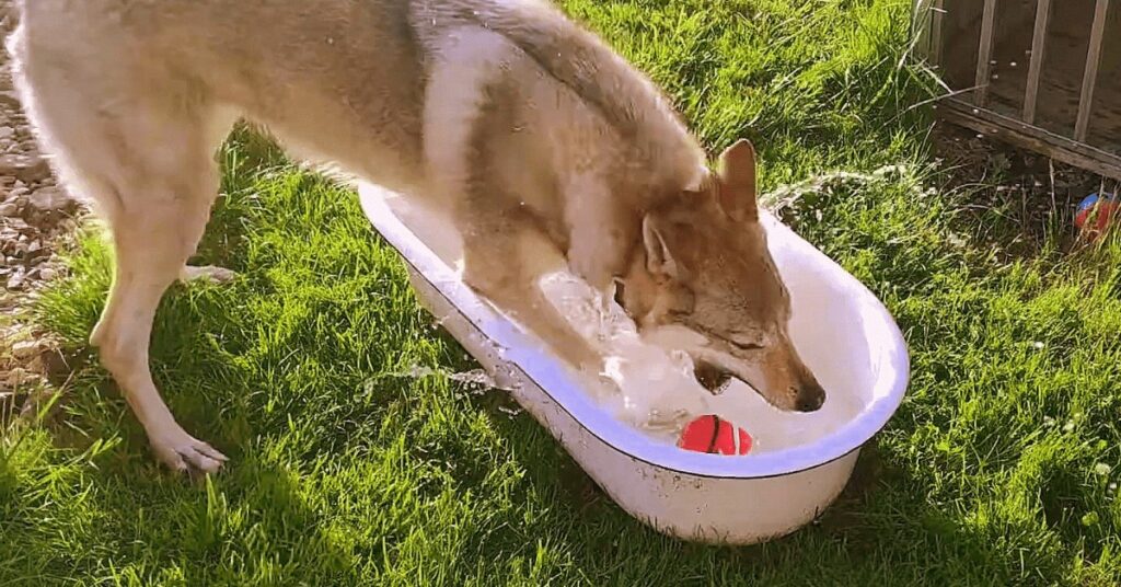 Fenka československého vlčáka loví míček z vody.