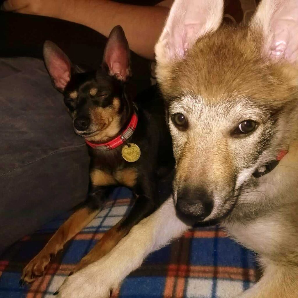 Dva psíci na gauči.