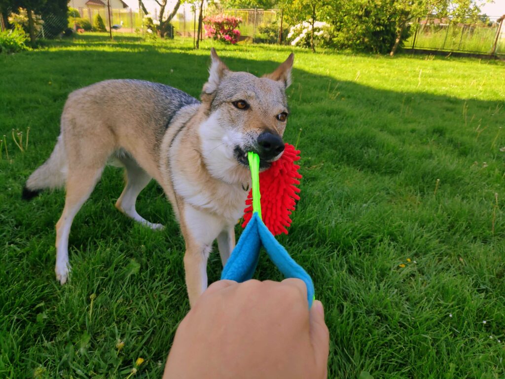 Pes přetahující se o hračku.