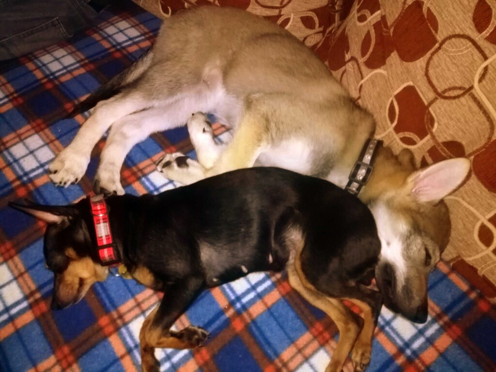 Dva psíci spící na gauči.
