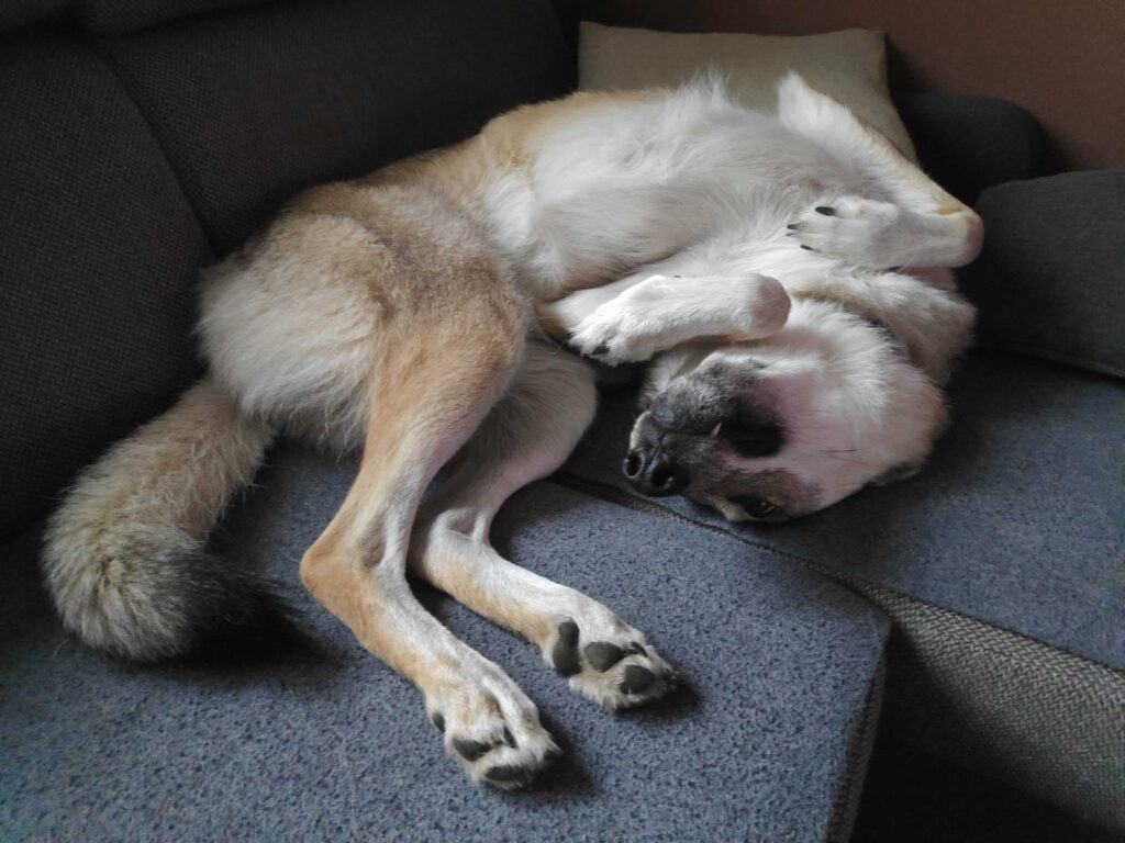 Pes spící na gauči.