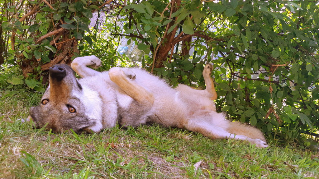 Pes ležící v trávě.