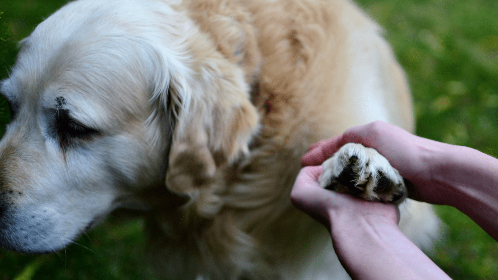 Lidské ruce masírující psovi přední tlapku.