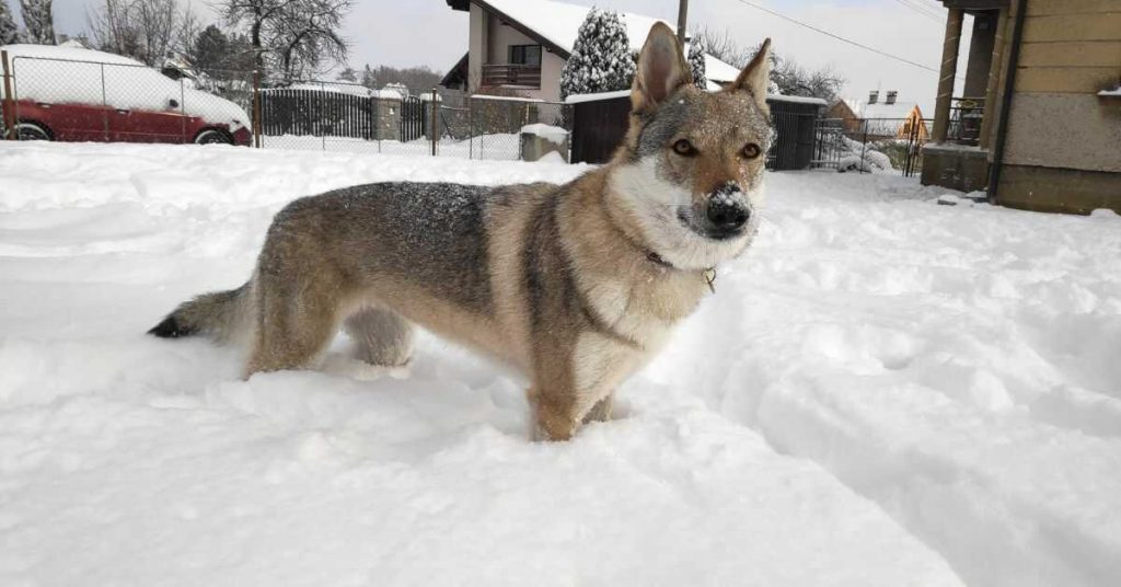 Fenka československého vlčáka ve sněhu.