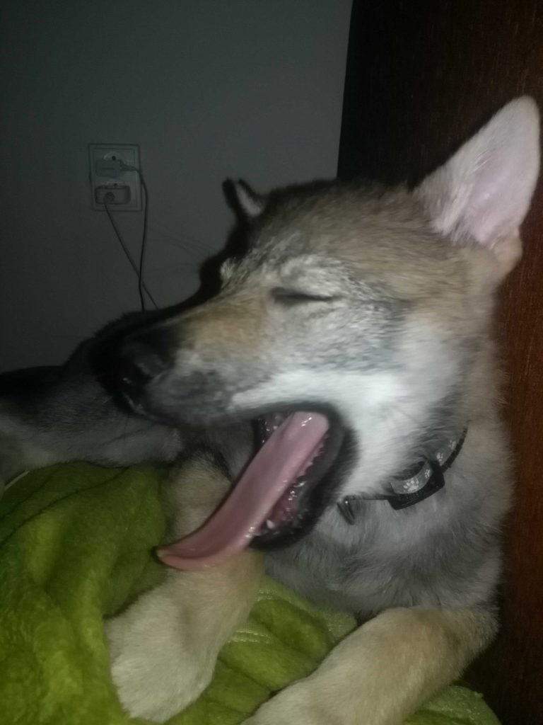 Zívající štěně.