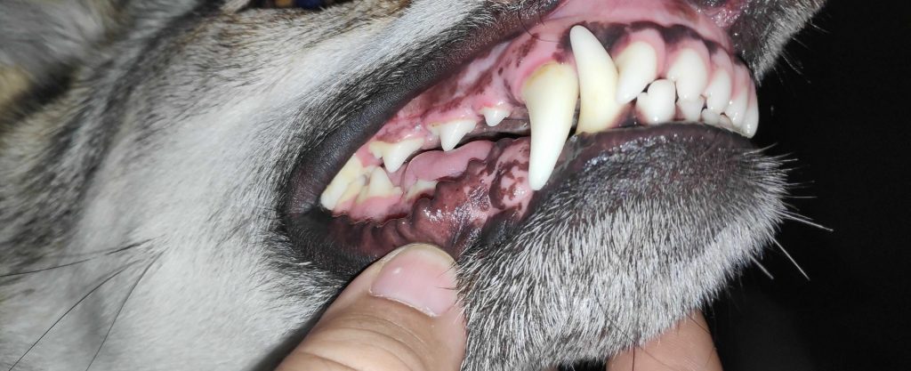 Psí tlama s vyceněnými zuby.