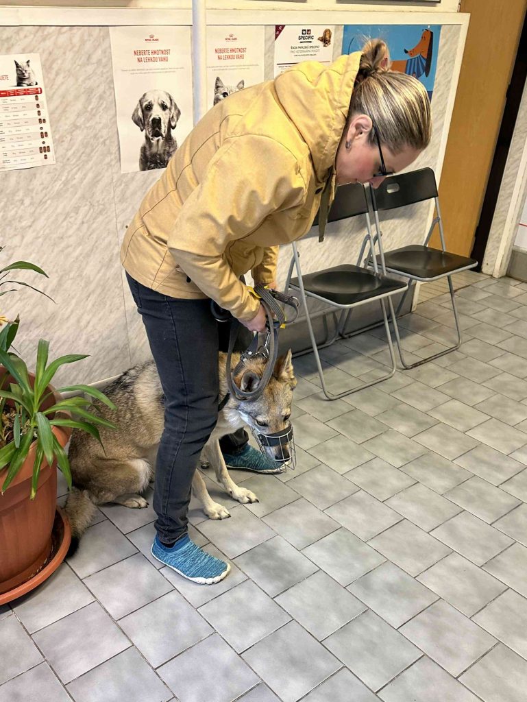 Žena se svou fenkou československého vlčáka v čekárně veterinární ordinace.
