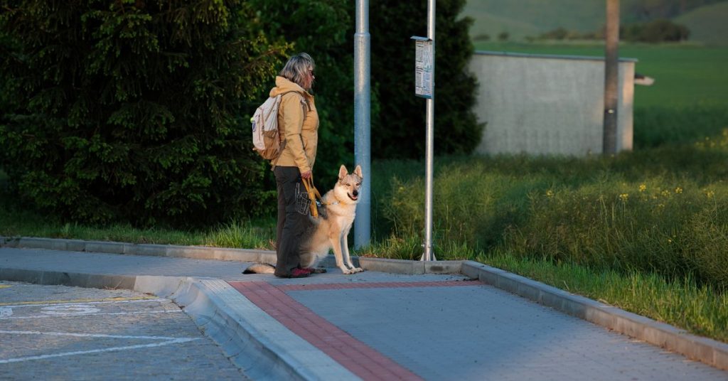 Žena se svou fenkou československého vlčáka stojí na autobusové zastávce.