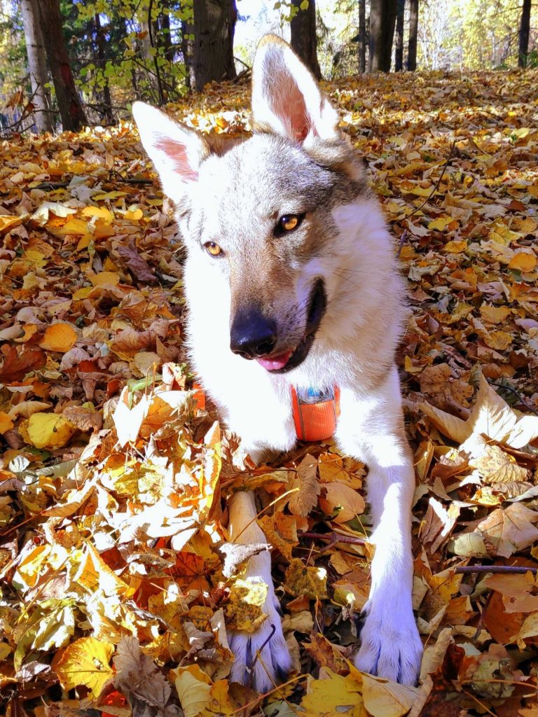 Fenka československého vlčáka ležící v podzimním listí.