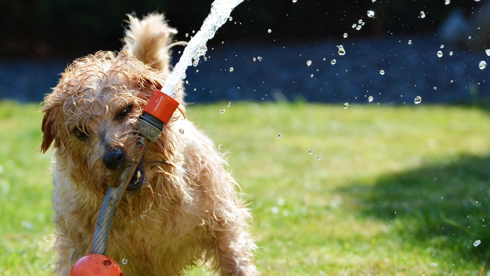 Pes hrající si s vodou