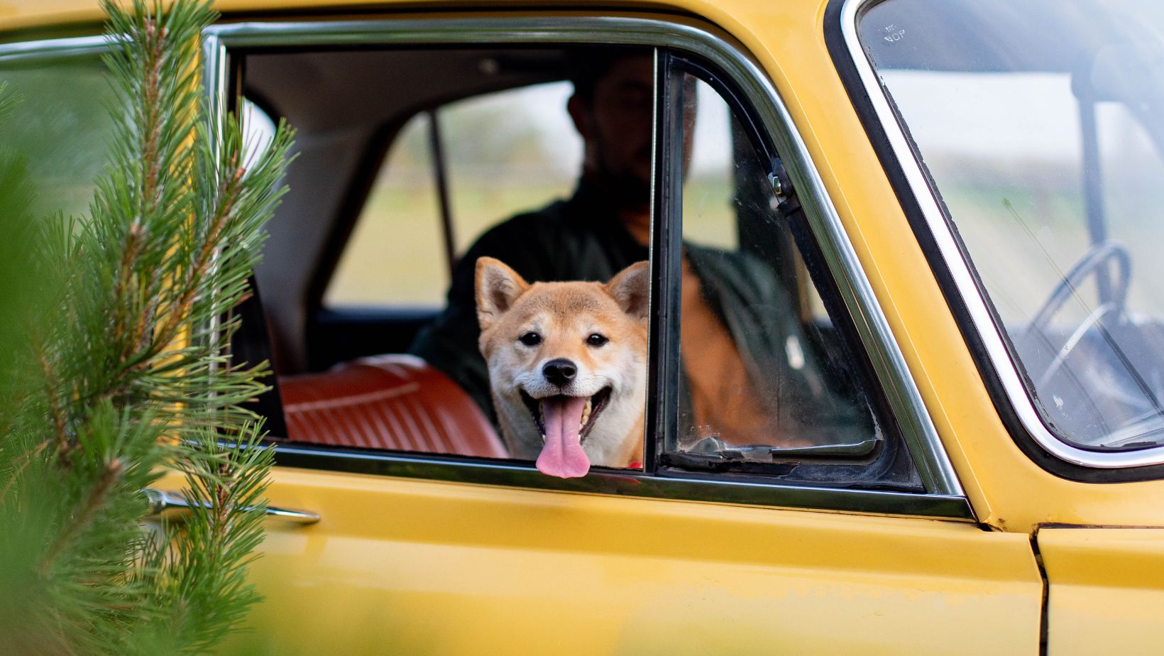 Pes v autě