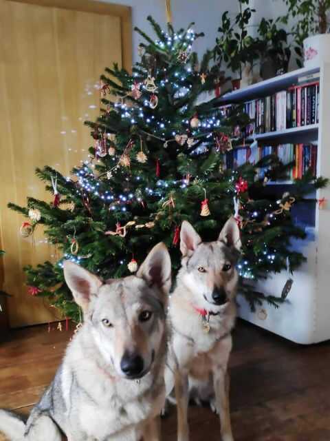 Dvě fenky československého vlčáka sedící před vánočním stromečkem.