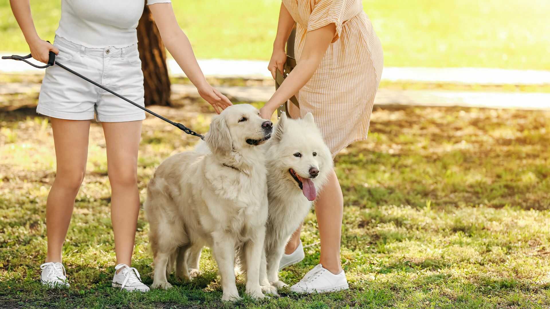 Dvě ženy se svými psy na procházce.